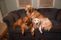 Picture of Golden Retrievers on couch