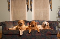 Picture of Golden Retrievers on sofa