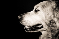 Picture of Golden Retriever's profile