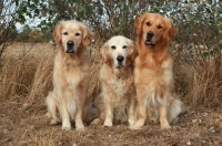 Picture of Golden Retrievers sitting down