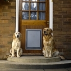 Picture of golden retrievers sitting on doorstep with dog flap in door