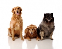 Picture of Golden Retrievers with a Keeshond