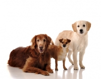 Picture of golden retrievers with small mutt