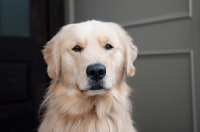 Picture of golden retriever