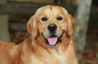 Picture of Golden Retriever