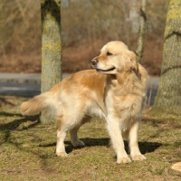 Picture of Golden Retriever