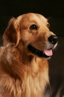 Picture of Golden Retriever