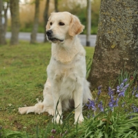 Picture of Golden Retriever