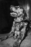 Picture of Golden Retriever