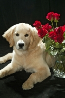 Picture of Golden Retriever