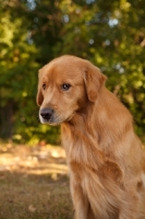 Picture of Golden Retriever