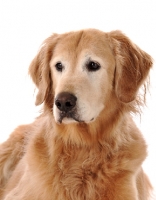 Picture of Golden Retriever