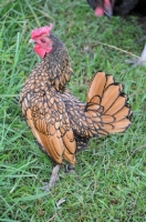 Picture of golden Sebright Bantam chicken on grass