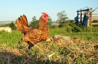 Picture of golden Sebright Bantam chicken at farm