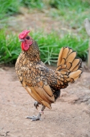 Picture of golden Sebright Bantam chicken