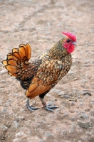 Picture of golden Sebright Bantam chicken