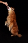 Picture of golden sheltie mix jumping for treat