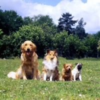 Picture of golden, sheltie, norfolk terrier and pug together