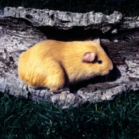 Picture of golden short-haired guinea pig on bark