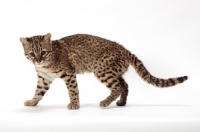 Picture of Golden Spotted Tabby Geoffroy cat on white background