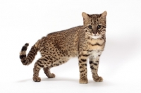 Picture of Golden Spotted Tabby Geoffroy cat
