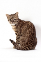 Picture of Golden Spotted Tabby Geoffroy's cat, back view