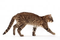 Picture of Golden Spotted Tabby Geoffroy's cat walking on white background