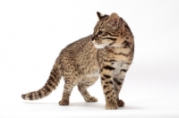 Picture of Golden Spotted Tabby Geoffroy's Cat, looking away