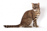 Picture of Golden Spotted Tabby Geoffroy's Cat, sitting down