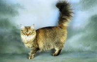 Picture of golden tiffanie cat