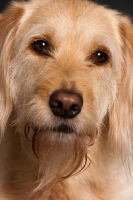 Picture of Goldendoodle close up