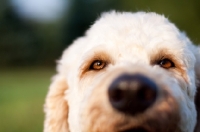 Picture of Goldendoodle close up