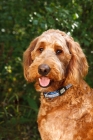 Picture of goldendoodle (cross between poodle and golden retriever)