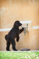 Picture of goldendoodle drinking from water fountain