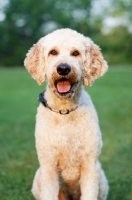 Picture of Goldendoodle front view