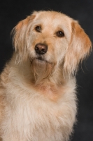 Picture of Goldendoodle head study