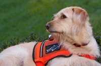 Picture of Goldendoodle in life jacket