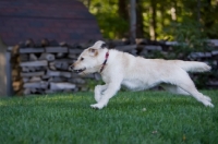 Picture of Goldendoodle in motion