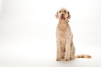 Picture of Goldendoodle in studio