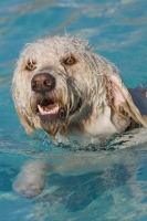 Picture of Goldendoodle in swimming pool