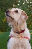 Picture of Goldendoodle looking up