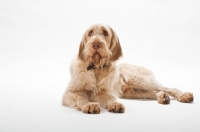 Picture of Goldendoodle lying down