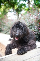 Picture of goldendoodle lying on bench