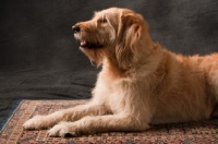 Picture of Goldendoodle lying on rug