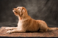 Picture of Goldendoodle lying on rug