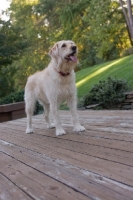 Picture of Goldendoodle on patio