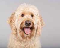 Picture of Goldendoodle portrait