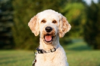 Picture of Goldendoodle portrait