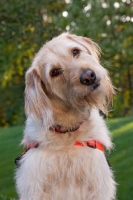 Picture of Goldendoodle portrait