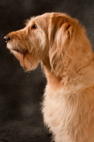 Picture of Goldendoodle profile
